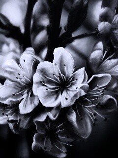 Яблоня в цвету картина обои