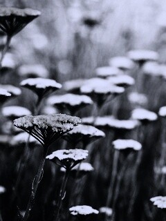 Солнцепоклонник обои