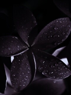 Розовый цветок обои