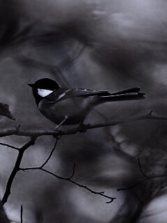 Синичка в желтой листве обои