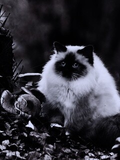 Пушистый кот среди пожелтевшей листвы обои