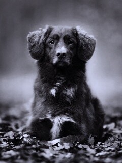 Осенний пес обои