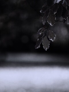 Осенний парк обои