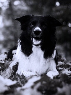 Пес среди листвы обои