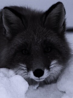 Рыжая лиса в снегу обои