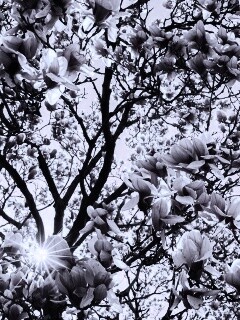 Магнолия обои