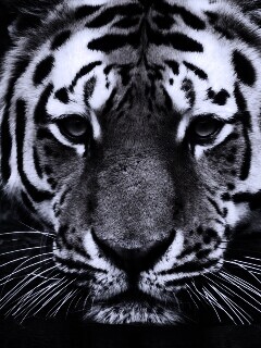 Купание тигра обои