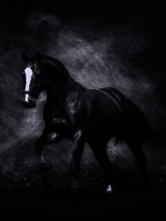 Лошадь обои