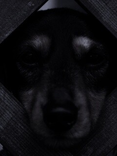 Мордочка в заборе обои