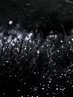 Роса на траве обои