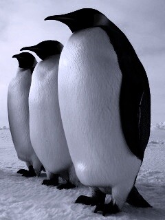 Слет пингвинов обои