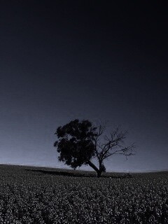 Дерево в поле обои