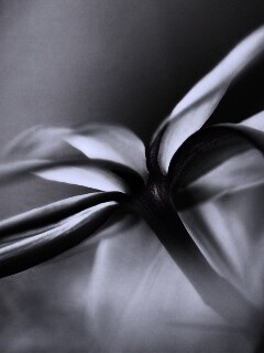 Цветок обои