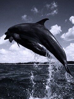 Дельфины обои