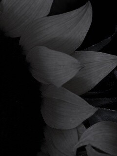 Подсолнухи обои