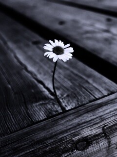 Жизнь среди смерти обои