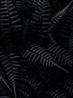 Папоротник обои