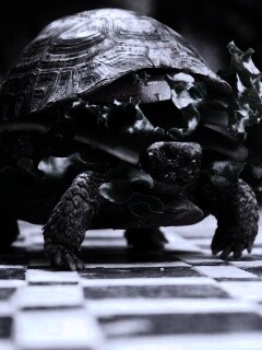 Черепахбургер обои