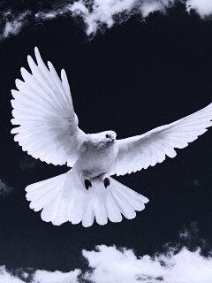 Белый голубь в небе обои