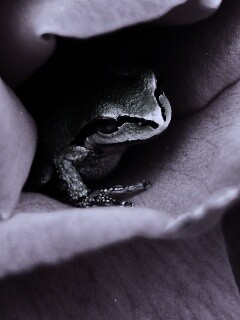 Куда это ты смотришь? обои