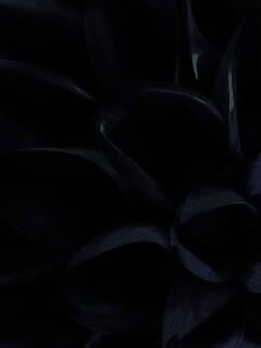 Лепестки обои