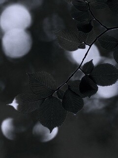 Зеленая ветка с листьями обои