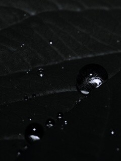 Капли на листе обои