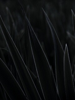 Идеальная зелень обои