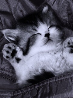 Котенок на розовой куртке обои