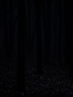 Таинственный лес обои