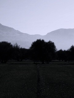 Зеленое поле обои