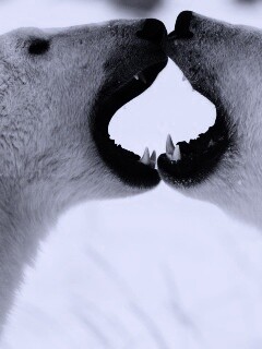 Полярные медведи обои