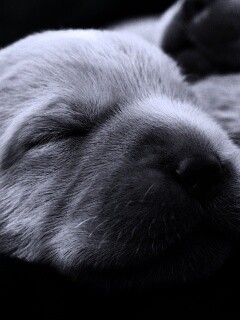 Мордочки симпатичных щенков обои