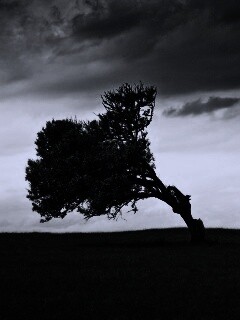 Склоненное дерево обои