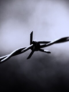 Фото колючей проволоки обои