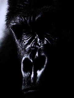 Фото орангутанга обои