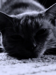 Кошара обои