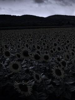 Живописное поле подсолнухов обои