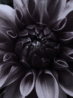 Аленький цветочек обои