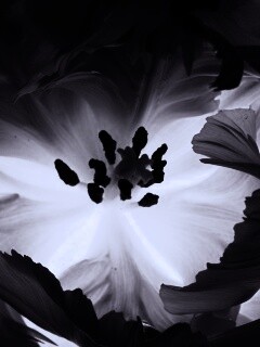 Пылающий цветок обои