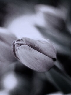 Красивый тюльпан обои