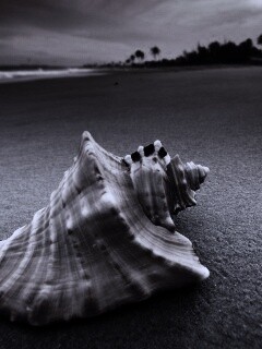 Красивая раковина обои