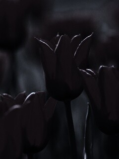 Красные цветы обои