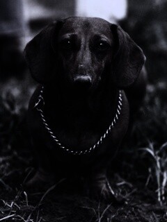 Рыжая такса обои