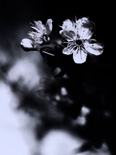 Цветок вишни обои