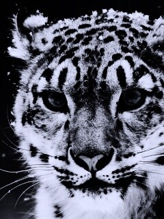 Снежный барс обои
