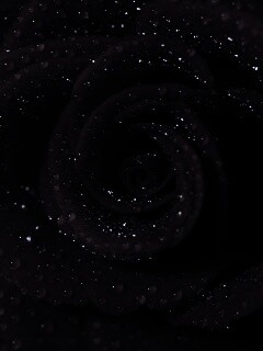 Красная роза обои