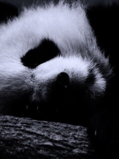 Панда на ветви обои