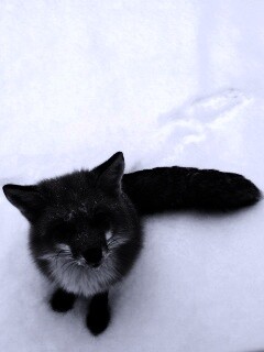 Firefox натуральный обои