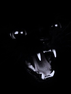 Злобный кошидзе обои